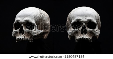 two skulls isolated