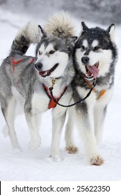 Two Sled Dog Huskys In Harness During Race On Snow In Winter