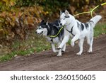 Two sled dogs are running at full speed.