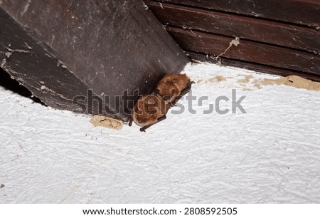 Two sleeping bats roosting under a wooden roof