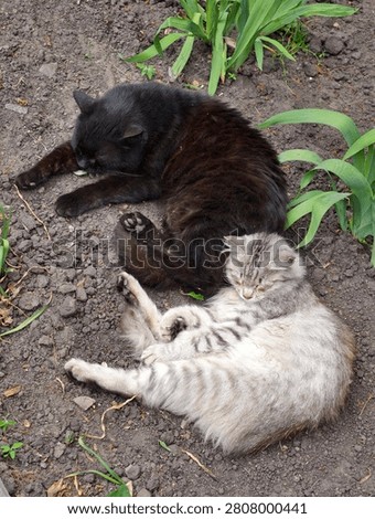 Two sleeping cats resting closely on the ground, illustrating warmth, friendship, and the peaceful rhythm of animal life