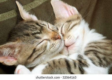 75,743 2 kittens Images, Stock Photos & Vectors | Shutterstock