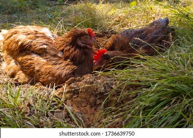 2,405 Wet hen Images, Stock Photos & Vectors | Shutterstock