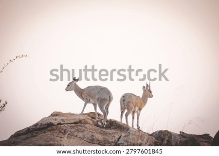 Two small antelope with alert posture stand together on a rocky formation against a hazy, overcast sky in an arid wilderness setting.