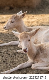 Two Small Arabian Reem Gazelle Fawn In Natural Habitat Conservation Area, Saudi Arabia