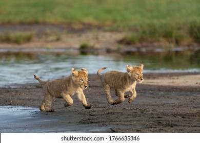 Zwei kleine Löwen, die mit voller Geschwindigkeit in der Nähe des Flusses Ndutu Tansania laufen