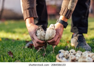 Two Small Birds, Getting Together By Their Caretaker.