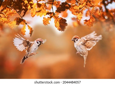 two small birds sparrows fly in the autumn park among the golden leaves - Powered by Shutterstock