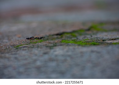 Two Small Black Ant Close-up Macro Shot On The Mossy Floor.