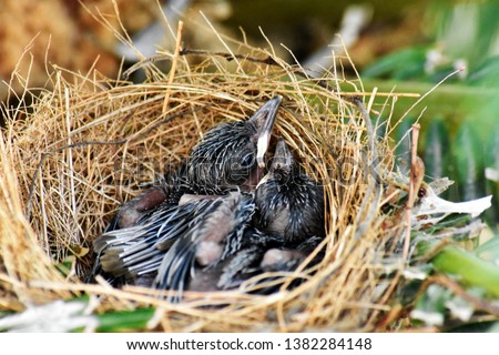 Two small black birds, living in a bird's nest made of grass on a green palm leaf in the garden.