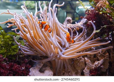 Two small, brightly colored common clown fish, Amphiprion ocellaris with orange and white stripes gracefully swim within the protective embrace of a soft, pale anemone. A serene and captivating underwater scene for nature, education, or aquatic life themes