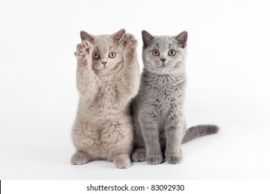 Two Small British Kittens On White Background