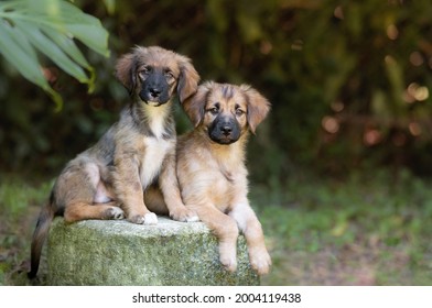 two small brown mixed breed puppy dogs posing and looking to the camera during the day in the woods in Brazil
