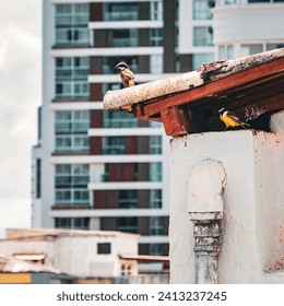 Two small bug birds perched on the ledge of a white ceiling. Projects on birds or urban wildlife. Image that transmits freedom and admiration for the nature that surrounds us in the city.