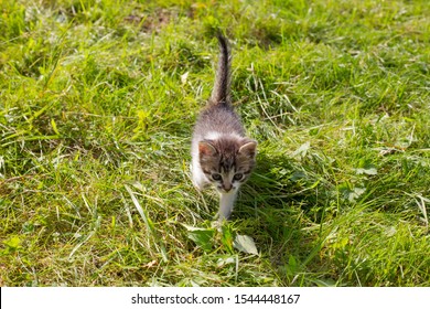 Two small cats in the grass. Cute kitten playing in the garden