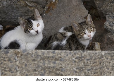 Two small cats are seating  between rocks 