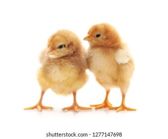 Two Small Chickens Isolated On White Stock Photo 1277147698 | Shutterstock