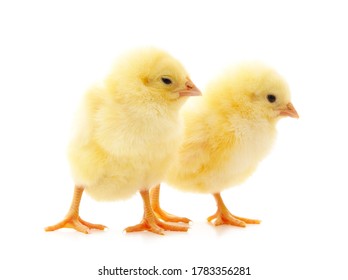 Two Little Chicken Broiler Isolated On Stock Photo (Edit Now) 1012945915