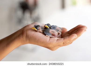two small chicks falling out of the nest on the palm of a man. Bird chick. 
