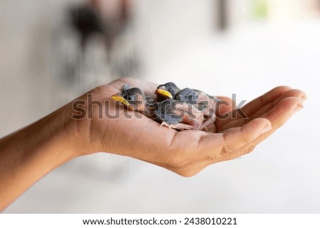 two small chicks falling out of the nest on the palm of a man. Bird chick. 