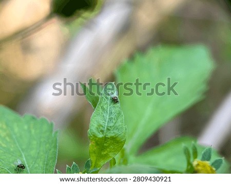 Two small common flies perching on vibrant green leaves of Synedrella nodiflora plant in daylight.