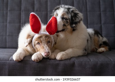  Two Small Cute Australian Shepherd Red Merle Puppy Dog Wearing Bunny Ears. Easter. Lying On Sofa Couch. Blue Eyes. Brown Eyes. High Quality Photo