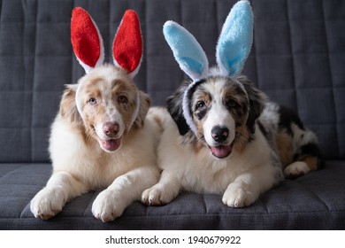  Two Small Cute Australian Shepherd Red Merle Puppy Dog Wearing Bunny Ears. Easter. Lying On Grey Sofa Couch. Blue Eyes. Brown Eyes. High Quality Photo