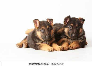 Two Small Cute German Shephard Puppies Laying On White Background And Looking Straight Into The Camera.