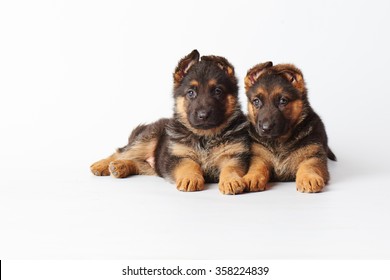 Two Small Cute German Shephard Puppies Laying On White Background And Looking Straight Into The Camera.