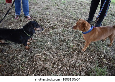 Two small dogs face to face