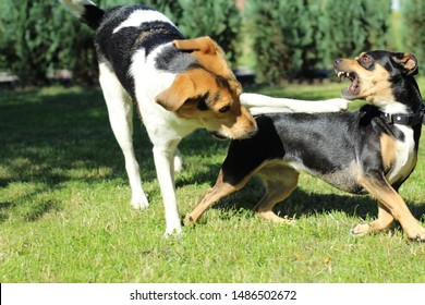 Two Small Dogs Fight With Each Other, Play, Happy In The Yard, In Pursuit Of A Second Dog