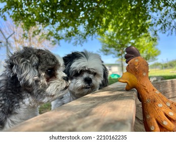 Two Small Dogs, Funny Pet Portrait 