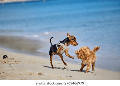 Two small dogs playing and interacting on sandy beach near water, Miniature Pinscher jumping toward a curly coated dog during energetic outdoor activity on sand, Miniature Pinscher