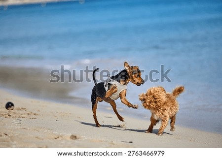 Two small dogs playing and interacting on sandy beach near water, Miniature Pinscher jumping toward a curly coated dog during energetic outdoor activity on sand, Miniature Pinscher