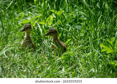Dos patos Pequeños en la hierba