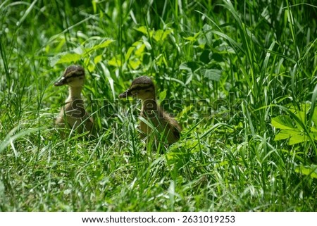 Two small ducks in the grass