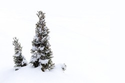 Two Small Evergreen Thuja Trees Covered With Snow. Winter Snow Background. Copy Space. Winter Mood Concept.