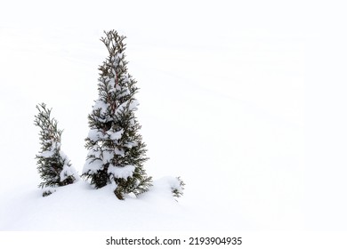 Two small evergreen thuja trees covered with snow. Winter snow background. Copy space. Winter mood concept. - Powered by Shutterstock