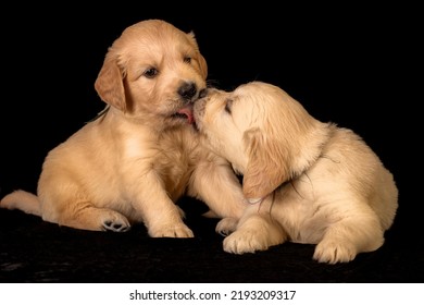 1,249 Golden retriever kiss Stock Photos, Images & Photography