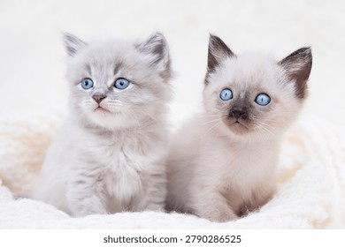Two small gray kittens with blue eyes are lying on a light background