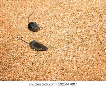 Mouse Running Images Stock Photos Vectors Shutterstock,Mexican Cornbread Casserole Recipe Ground Beef