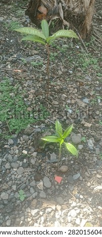 Two small green mango seedlings growing naturally on dry, rocky soil in the backyard during a sunny day