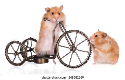 Two Small Hamsters With A Bicycle