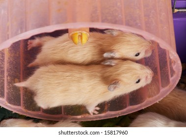 Two Small Hamsters Running In The Wheel