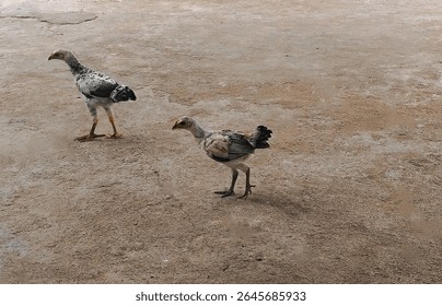 Two small  hens , are going forward in a wide area .