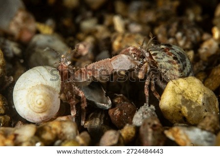 Two small hermit crabs are engaged in a battle for possession of a snail shell on the ocean floor. One crab with a white shell is trying to defend it, while the other crab with a mottled shell is trying to take it over. The background features small rocks and sand, creating a natural underwater environment. The crustaceans are closely locked in combat.