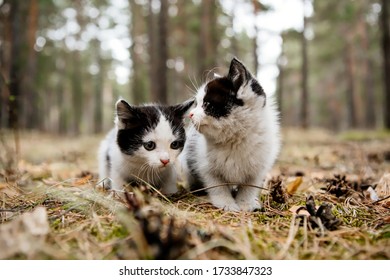 Two small, identical black and white kittens in a pine forest. Close-up of cats snuggling together.