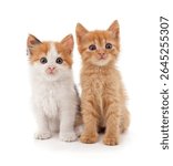 Two small kittens isolated on a white background.
