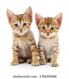 Two Small Kittens Isolated On White Background.