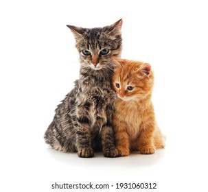 Two Small Kittens Isolated On A White Background.